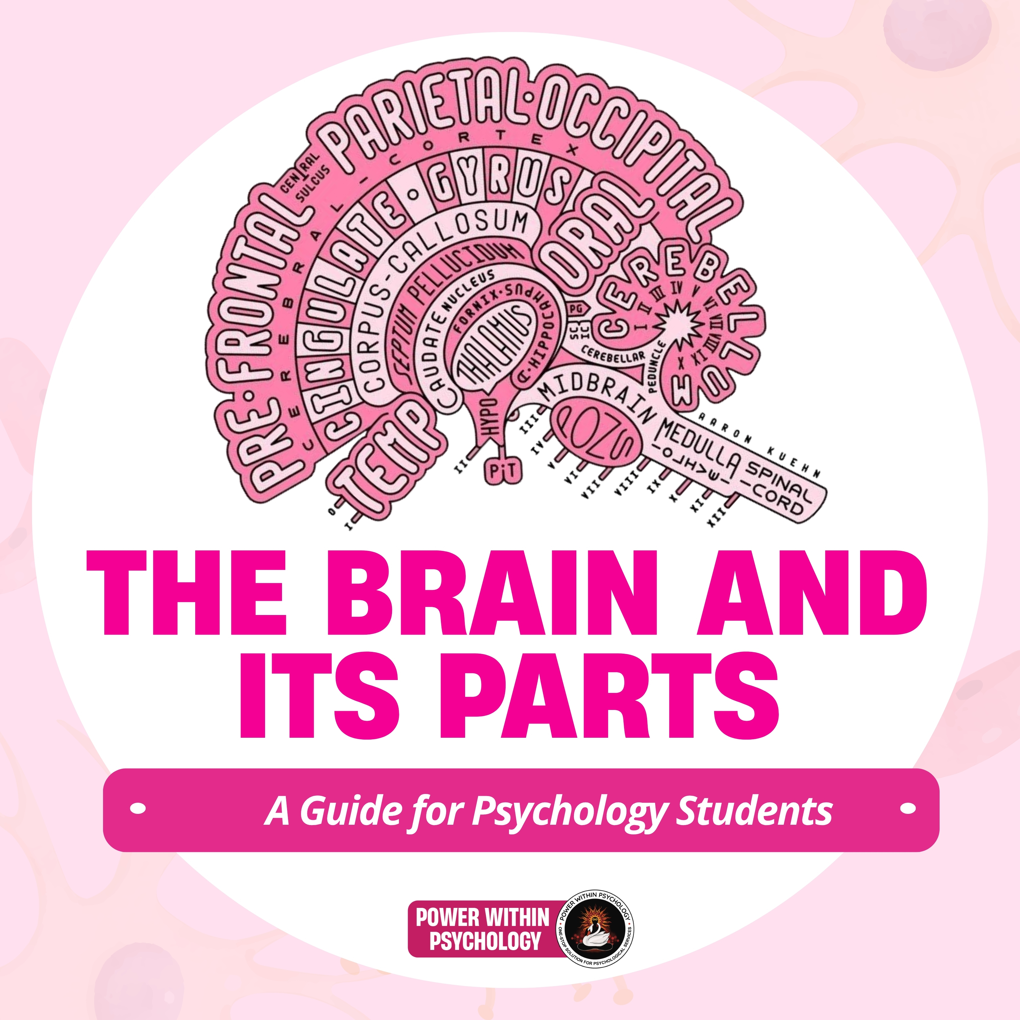 Beginner’s Guide to the Brain Parts: Forebrain, Midbrain, and Hindbrain